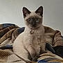 animal, bell, blanket, blue_eyes, cat, collar, cozy, cute, feline, fur, home, indoor, kitten, looking, pet, siamese, sitting, soft_light, texture, young