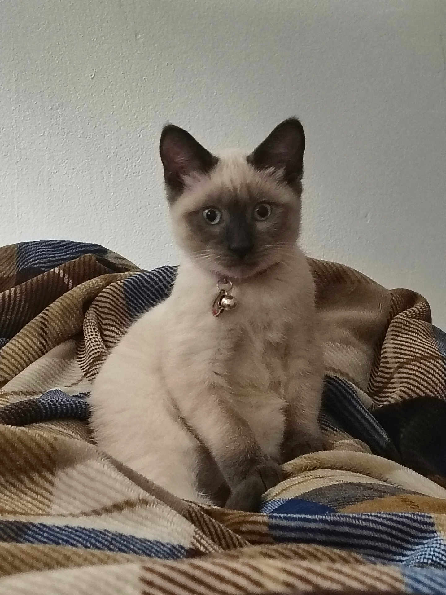 Bunny joined the competition — help win amazing prizes! cat, kitten, siamese, pet, indoor, blanket, fur, collar, bell, blue_eyes, cute, young, animal, feline, sitting, looking, cozy, soft_light, texture, home