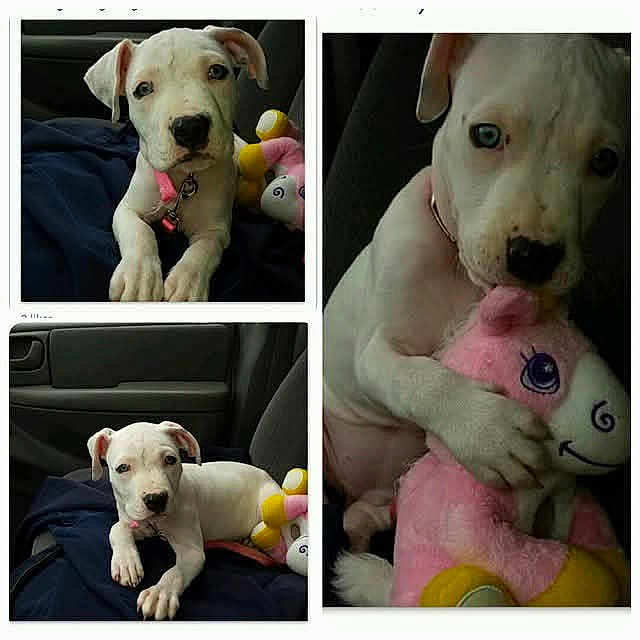 Pretty Pearl joined the competition — help win amazing prizes! adorable, animal, blanket, blue_eye, car_interior, collage, companion, cuddling, cute, dog, indoors, pet, pink_unicorn, playful, portrait, puppy, stuffed_toy, toy, white_dog, young_dog