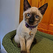 Cleopatra is registered to the contest to win money with this photo: kitten, cat, siamese, blue_eyes, collar, bell, pet, feline, whiskers, ears, paws, indoor, wooden_door, curious, cute, young, animal, domestic, sitting, green_surface