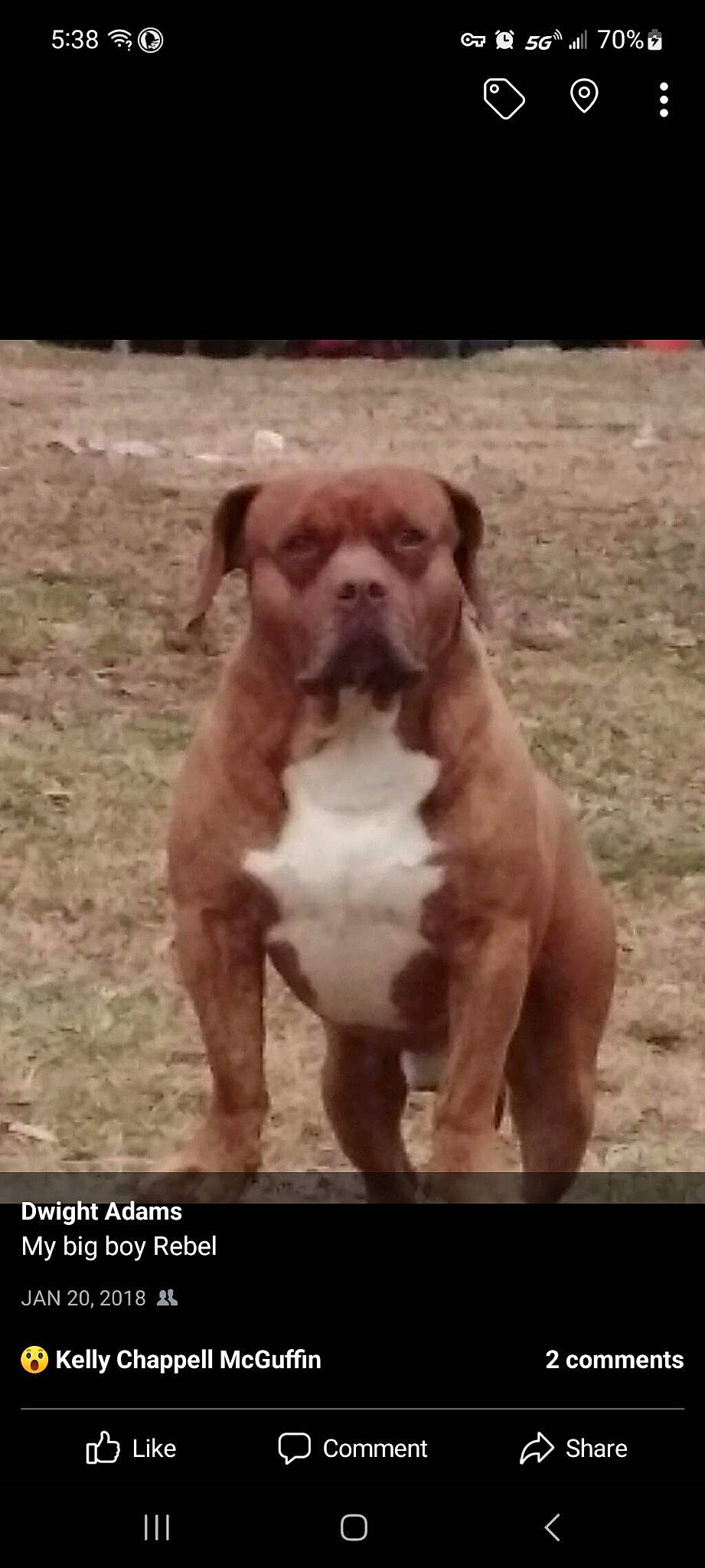 Rebel joined the competition — help win amazing prizes! ancient_dog_breeds, bored, canidae, carnivore, companion_dog, dog, dog_breed, fawn, grass, liver, molosser, non_sporting_group, photo_caption, sporting_group, tail, terrestrial_animal, working_animal, working_dog, wrinkle