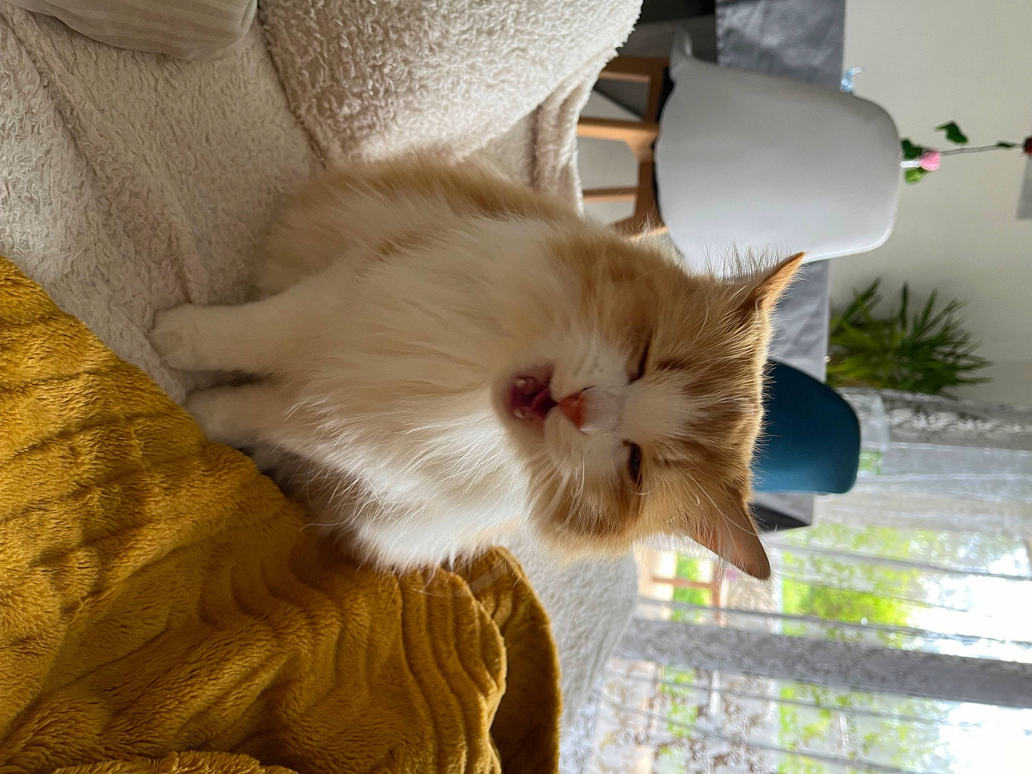 Rouxy participe au concours pour gagner de l'argent avec cette photo : carnivore, cat, comfort, domestic_short_haired_cat, fawn, felidae, fur, houseplant, plant, small_to_medium_sized_cats, snout, tail, tree, whiskers, wood