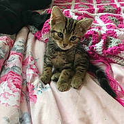 Freddie joined the competition — help win amazing prizes! animal, bed, blanket, cat, cozy, crochet, cute, domestic, feline, floral, fur, indoor, kitten, pet, pink, resting, small, soft, tabby, young