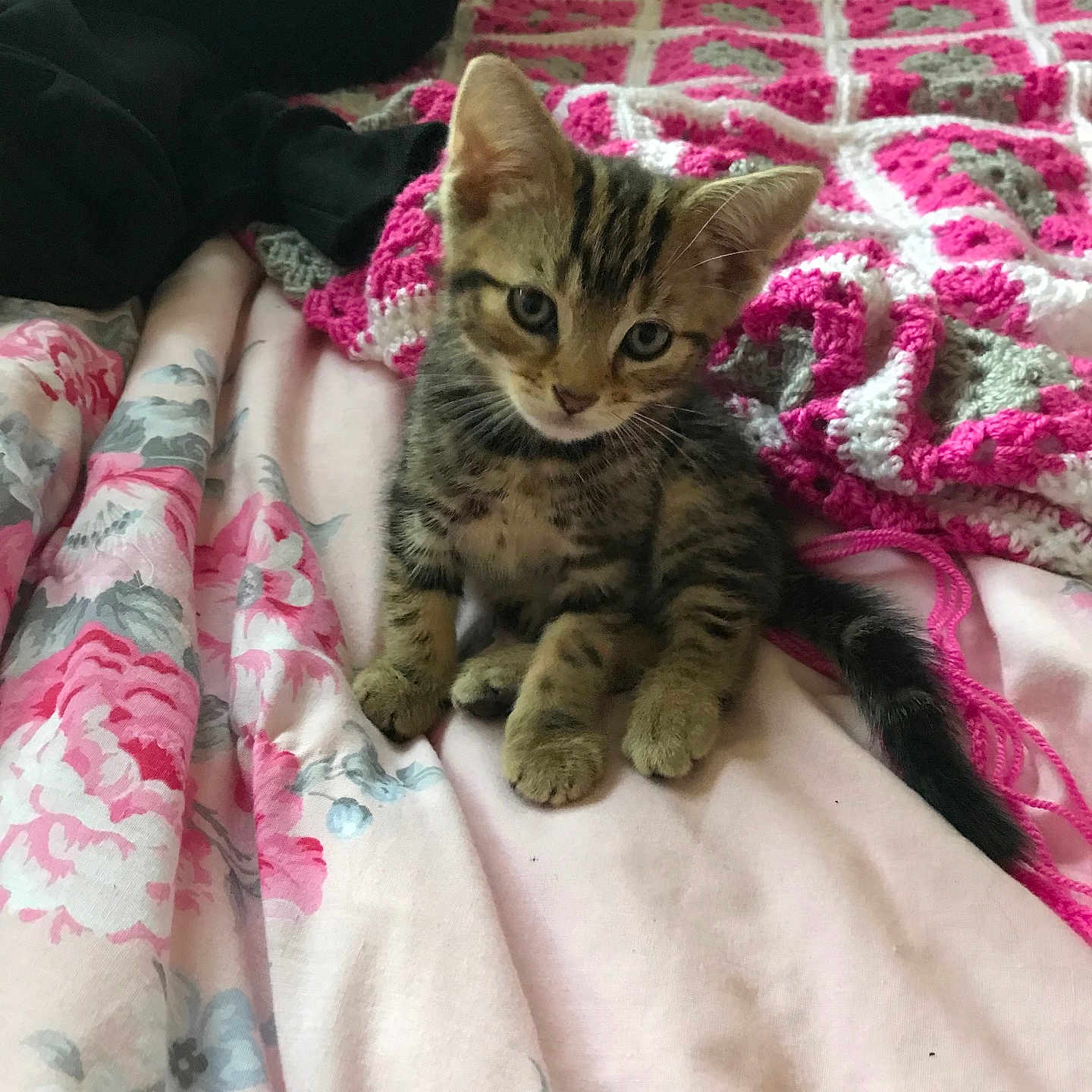 Freddie joined the competition — help win amazing prizes! animal, bed, blanket, cat, cozy, crochet, cute, domestic, feline, floral, fur, indoor, kitten, pet, pink, resting, small, soft, tabby, young