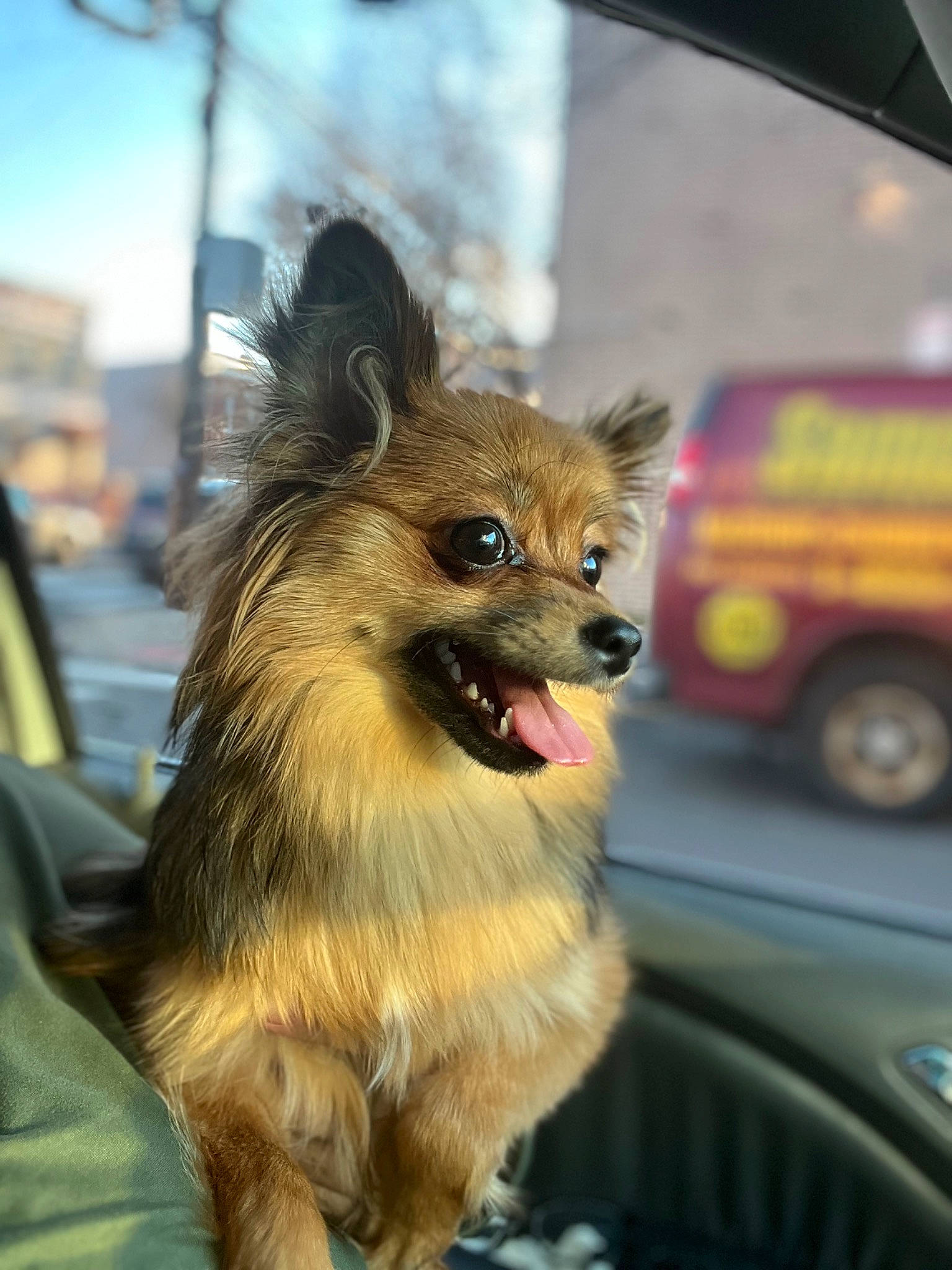 Coco Chanel joined the competition — help win amazing prizes! automotive_lighting, canidae, car, carnivore, companion_dog, dog, dog_breed, dog_supply, fawn, fur, german_spitz, motor_vehicle, plant, pomeranian, sky, spitz, sporting_group, toy_dog, vehicle, whiskers