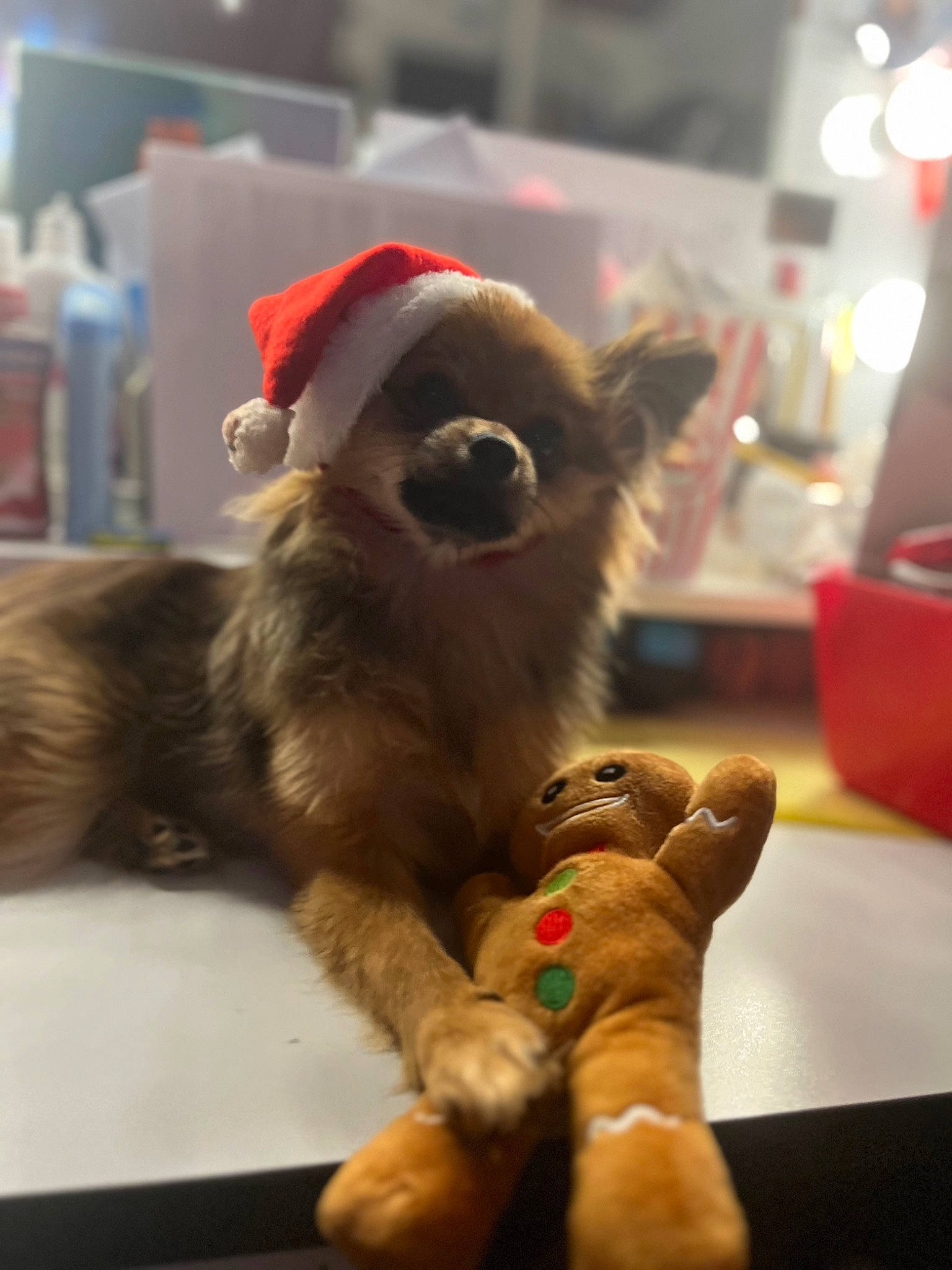 Coco Chanel is registered to the contest to win money with this photo: canidae, carnivore, companion_dog, dog, dog_breed, dog_supply, fawn, flooring, fun, fur, games, paw, recreation, snout, sporting_group, stuffed_toy, toy, toy_dog, vertebrate, working_animal