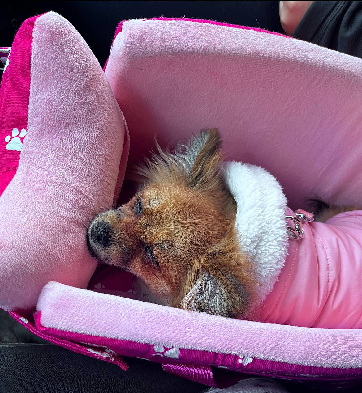 Coco Chanel is registered to the contest to win money with this photo: canidae, carnivore, comfort, companion_dog, dog, dog_bed, dog_breed, dog_supply, fawn, felidae, fur, human_leg, lap, magenta, nap, paw, snout, sporting_group, toy_dog, whiskers