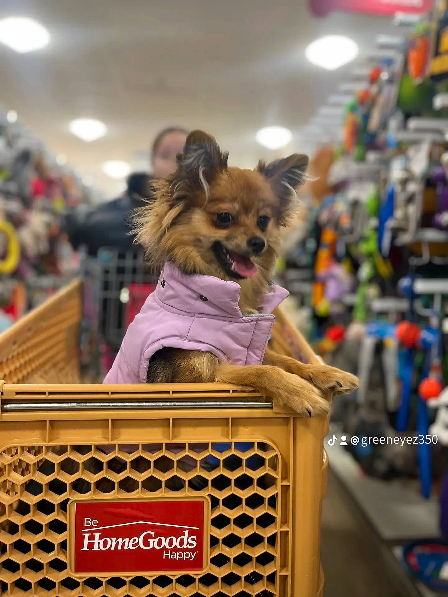 Coco Chanel joined the competition — help win amazing prizes! canidae, carnivore, companion_dog, dog, dog_breed, dog_clothes, dog_supply, event, fashion_accessory, fawn, fun, fur, motor_vehicle, pet_supply, photograph, snapshot, snout, sporting_group, toy_dog, working_animal