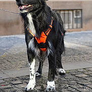 Oscar participe au concours pour gagner de l'argent avec cette photo : dog, black_dog, white_paws, orange_harness, leash, standing, outdoor, cobblestone, street, happy, pet, canine, side_view, fur, alert, daylight, urban, animal, muzzle, ears