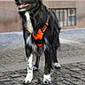 dog, black_dog, white_paws, orange_harness, leash, standing, outdoor, cobblestone, street, happy, pet, canine, side_view, fur, alert, daylight, urban, animal, muzzle, ears