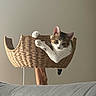 cat, pet, animal, cute, basket, woven, perch, indoor, feline, curious, paws, face, ears, tail, wood, home, comfort, relaxed, looking, closeup