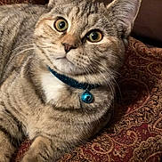 Piper joined the competition — help win amazing prizes! animal, bell, cat, close_up, collar, curious, cute, domestic_cat, ears, feline, fur, indoor, mammal, patterned_fabric, pet, relaxed, resting, striped, tabby_cat, whiskers