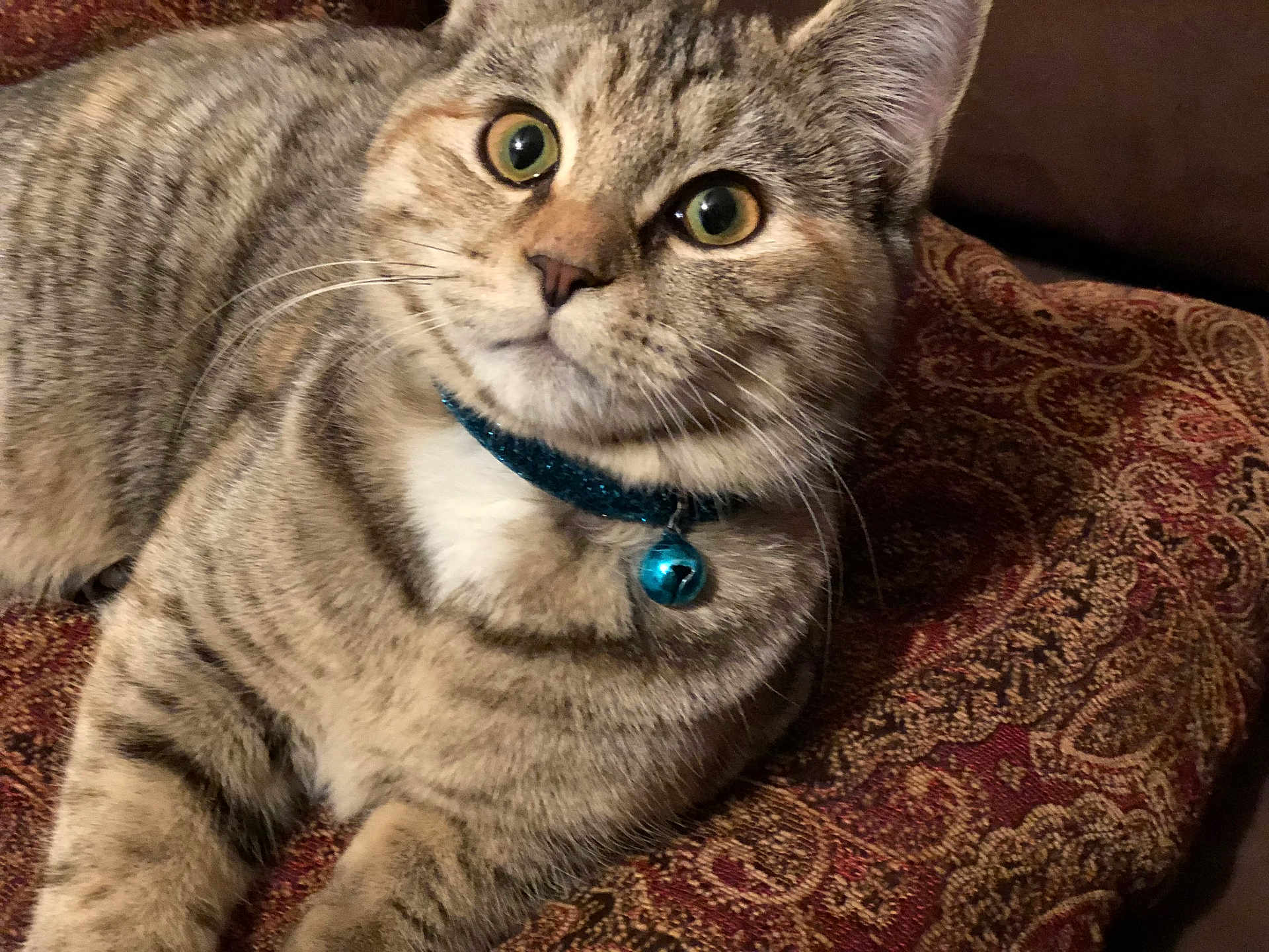 Piper