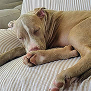 Lillith Rose joined the competition — help win amazing prizes! brown_coat, canine, closed_eyes, couch, cozy, curled_up, cushion, dog, indoors, living_room, paw, pet, photograph, pit_bull, relaxed, resting, sleeping, sofa, striped, white_markings
