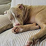 brown_coat, canine, closed_eyes, couch, cozy, curled_up, cushion, dog, indoors, living_room, paw, pet, photograph, pit_bull, relaxed, resting, sleeping, sofa, striped, white_markings