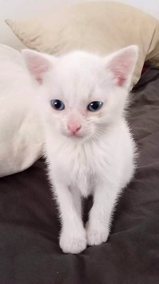 Neige a rejoint le concours — aidez-le/la à gagner de superbes lots ! carnivore, cat, claw, domestic_short_haired_cat, ear, eye, fawn, felidae, fur, iris, paw, small_to_medium_sized_cats, snout, tail, whiskers