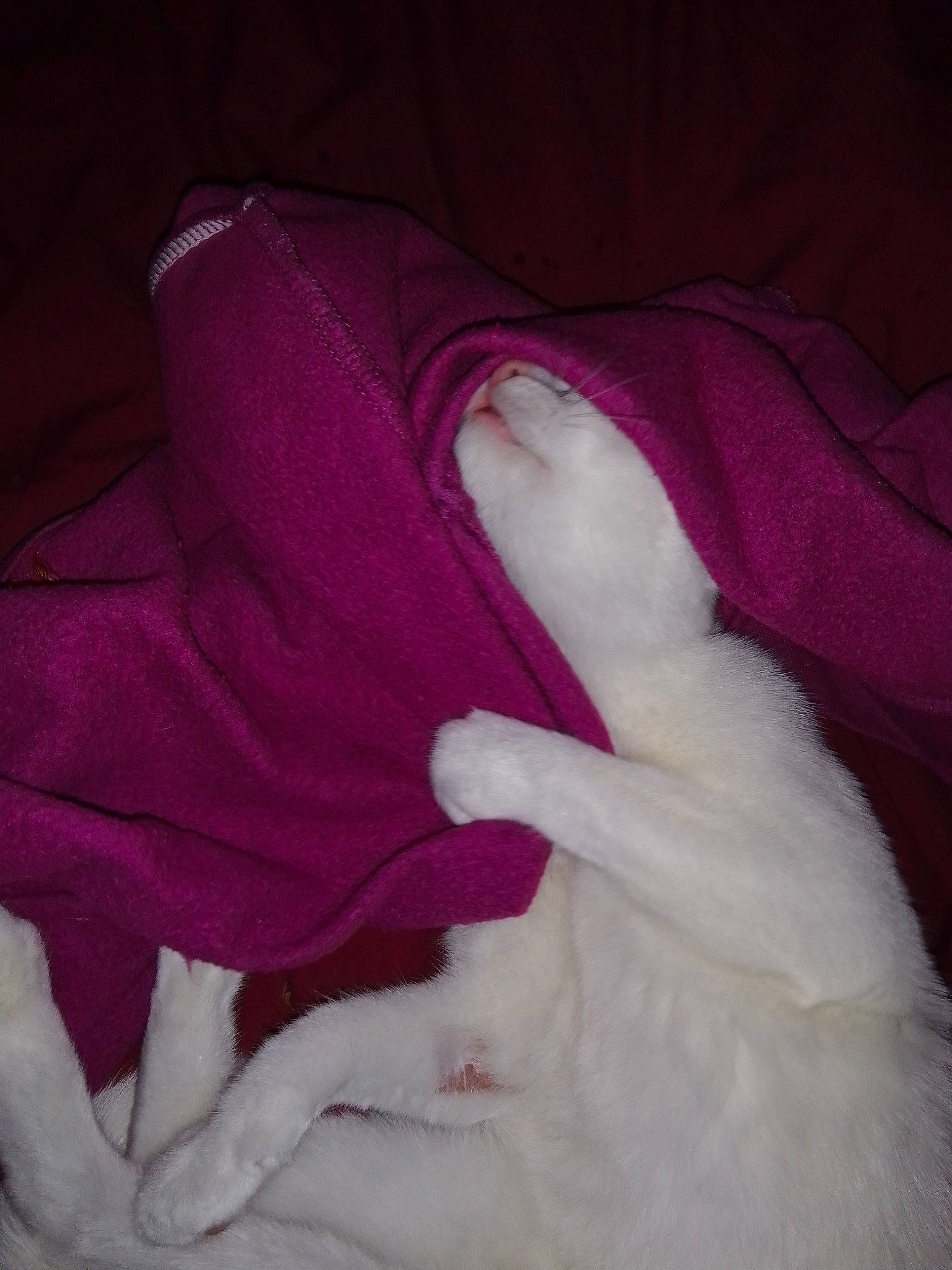 Neige participe au concours pour gagner de l'argent avec cette photo : canidae, carnivore, comfort, companion_dog, dog_breed, felidae, foot, fur, gesture, human_leg, linens, magenta, nail, pink, purple, small_to_medium_sized_cats, sporting_group, tail, thigh, tints_and_shades