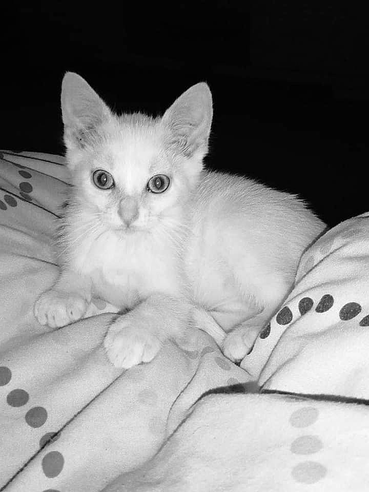 Neige a rejoint le concours — aidez-le/la à gagner de superbes lots ! carnivore, cat, claw, comfort, domestic_short_haired_cat, felidae, foot, fur, gesture, human_leg, mammal, monochrome, monochrome_photography, paw, sitting, small_to_medium_sized_cats, snout, tail, vertebrate, whiskers