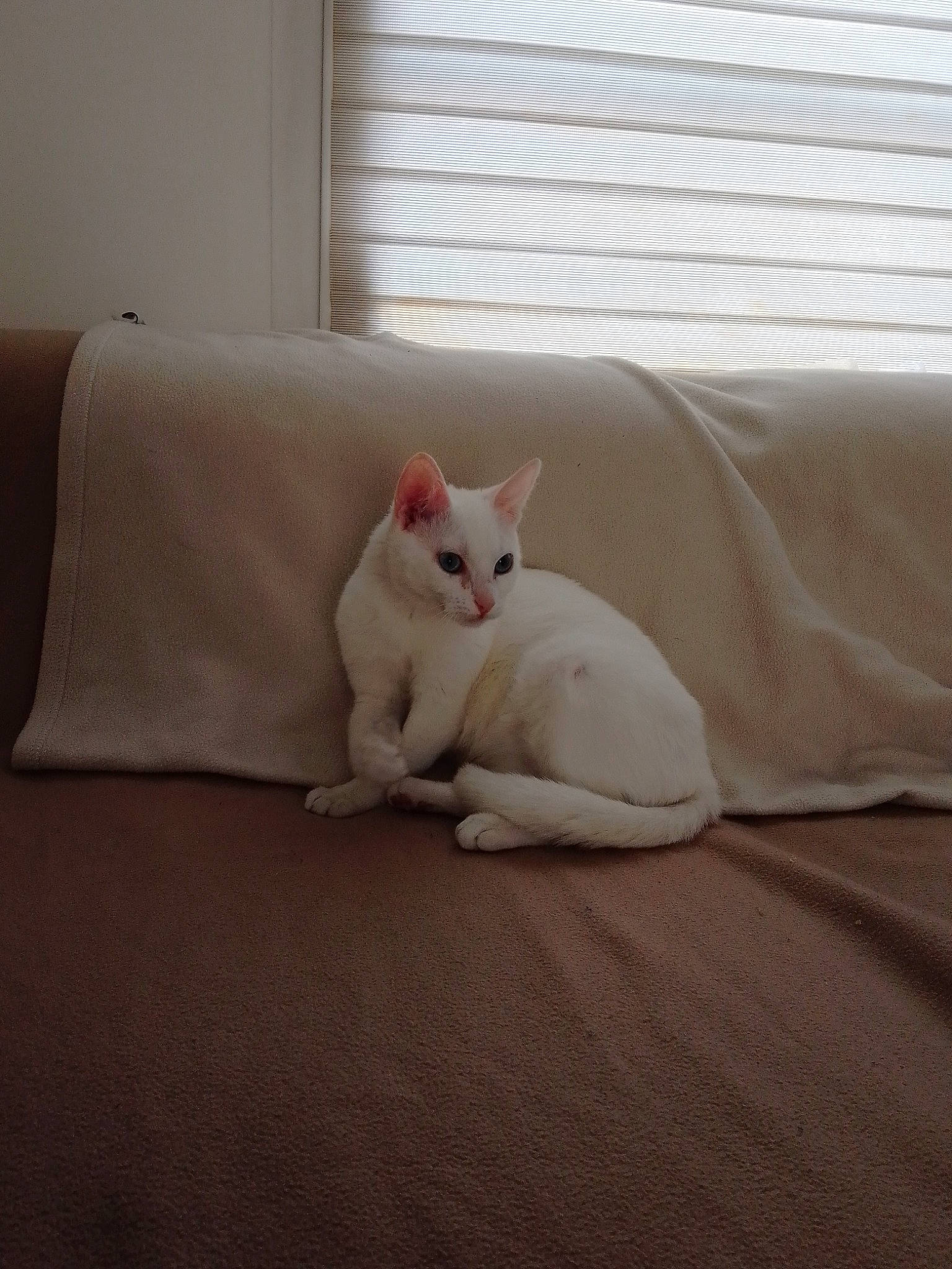 Neige a rejoint le concours — aidez-le/la à gagner de superbes lots ! bedding, carnivore, cat, comfort, domestic_short_haired_cat, felidae, flooring, fur, grey, hardwood, human_leg, linens, paw, sitting, small_to_medium_sized_cats, snout, tail, whiskers, window_blind, wood