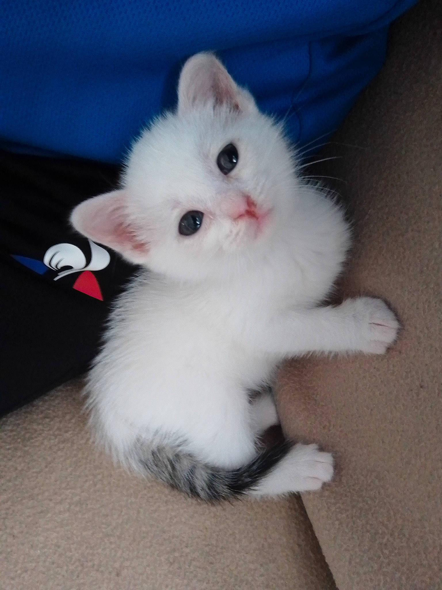 Queue Noire a rejoint le concours — aidez-le/la à gagner de superbes lots ! carnivore, cat, claw, domestic_short_haired_cat, eye, fawn, felidae, foot, fur, head, iris, paw, photo_caption, small_to_medium_sized_cats, snout, tail, whiskers