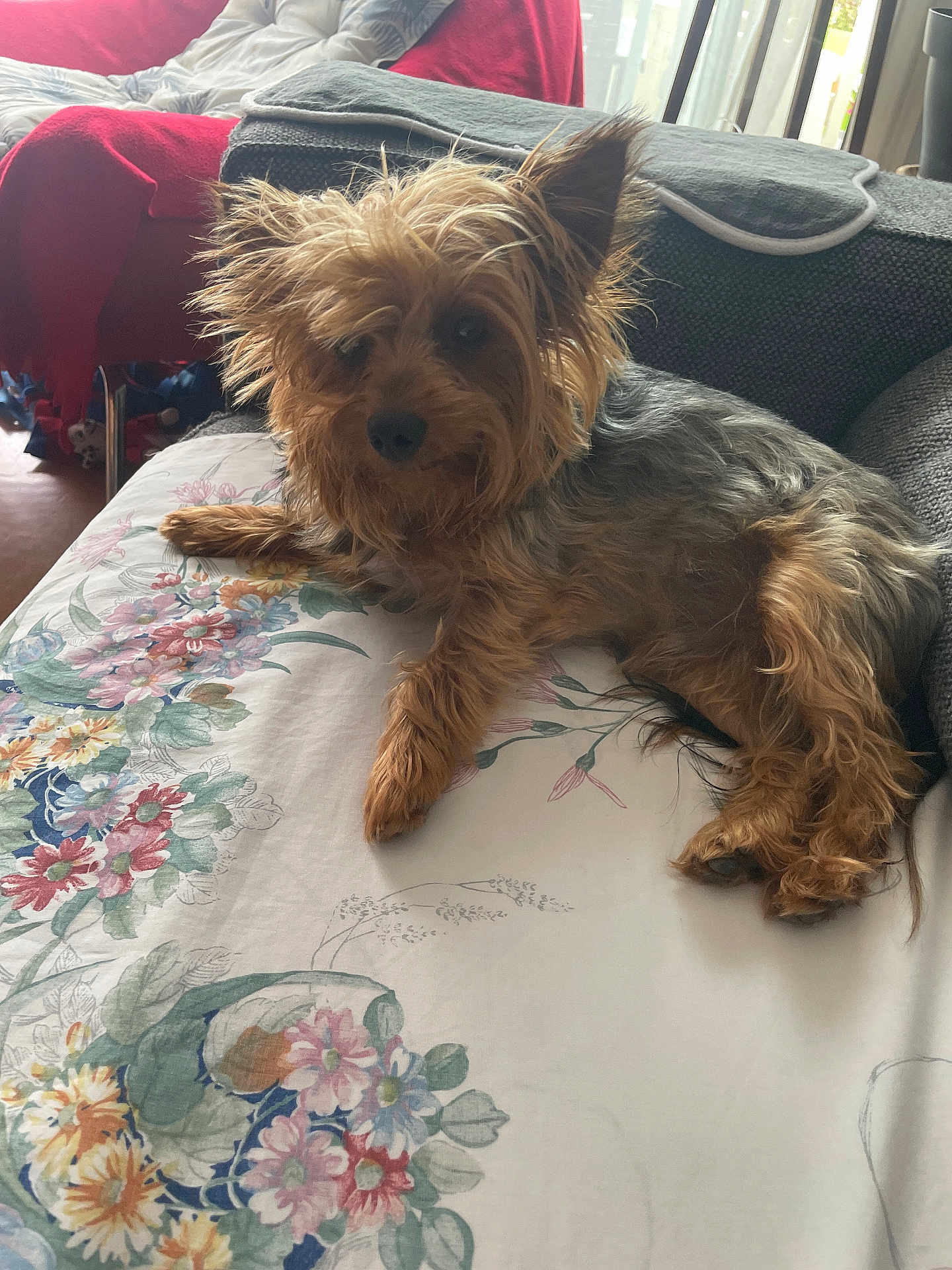 Uggy participe au concours pour gagner de l'argent avec cette photo : dog, pet, couch, blanket, floral_pattern, indoor, fur, small_dog, relaxed, living_room, home, cozy, animal, canine, seat, furniture, ears, paw, comfort, domestic