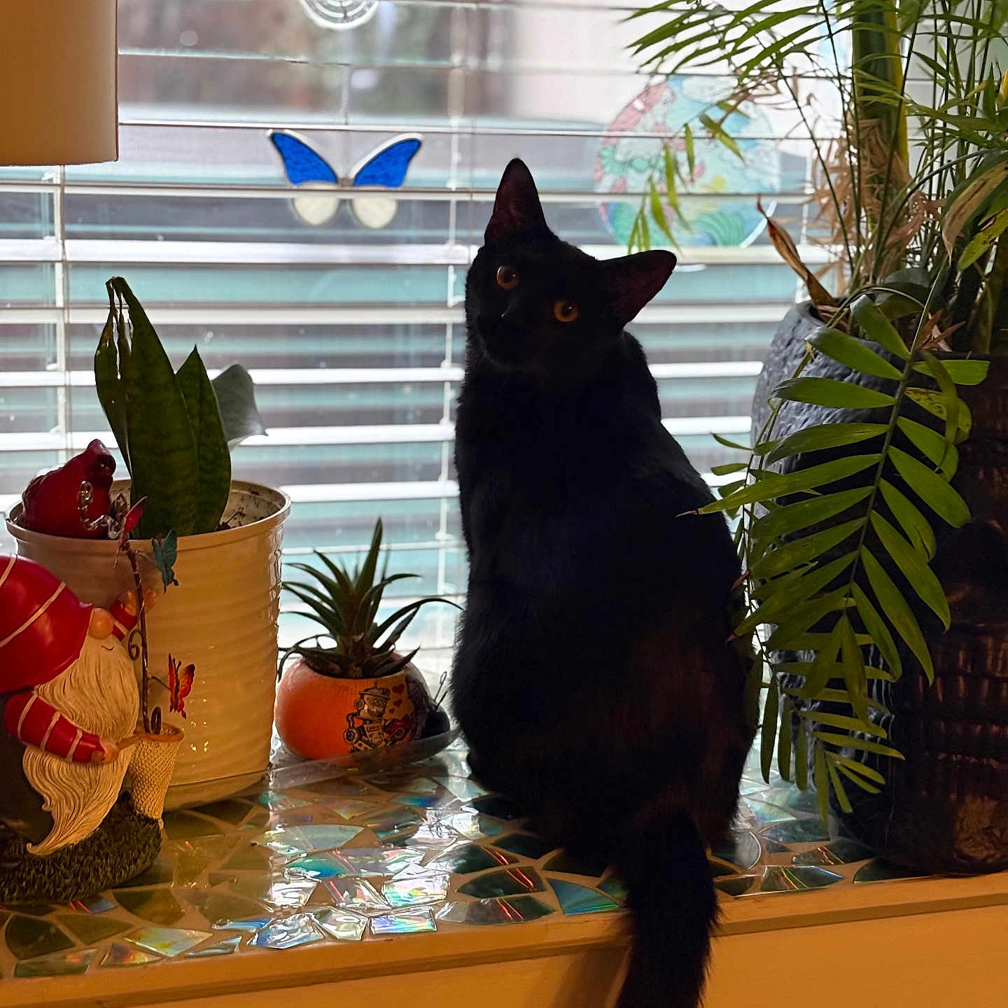 Cosmo joined the competition — help win amazing prizes! animal, baby, blackcat, cat, cookware, flower, flowerarrangement, food, fruit, jar, leaf, person, pet, plant, pot, pottedplant, pottery, produce, window, windowsill