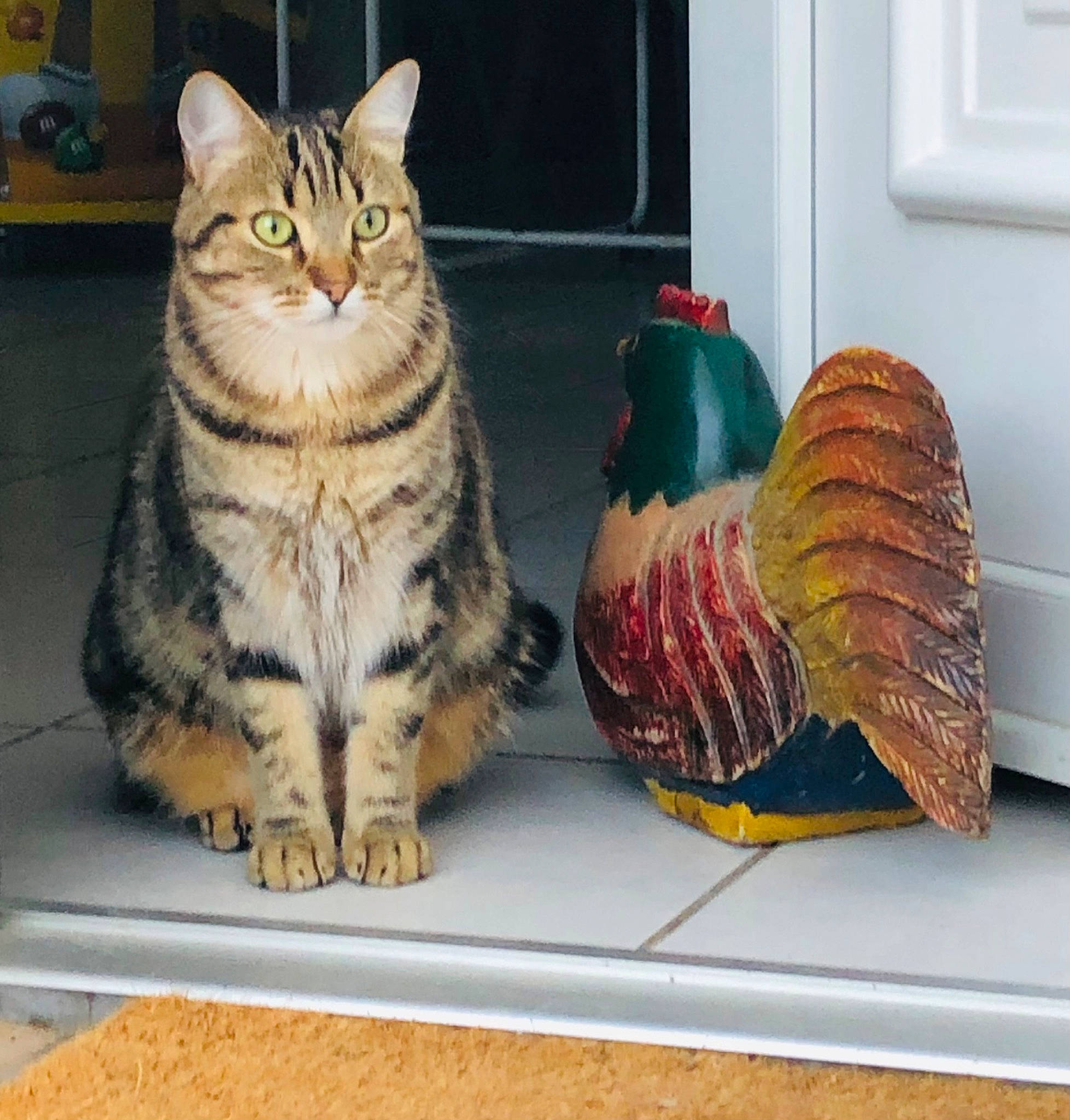 Augusto a rejoint le concours — aidez-le/la à gagner de superbes lots ! carnivore, cat, chicken, comb, domestic_short_haired_cat, door, felidae, fur, galliformes, natural_foods, paw, phasianidae, rooster, serveware, small_to_medium_sized_cats, snout, vertebrate, whiskers, window, wood