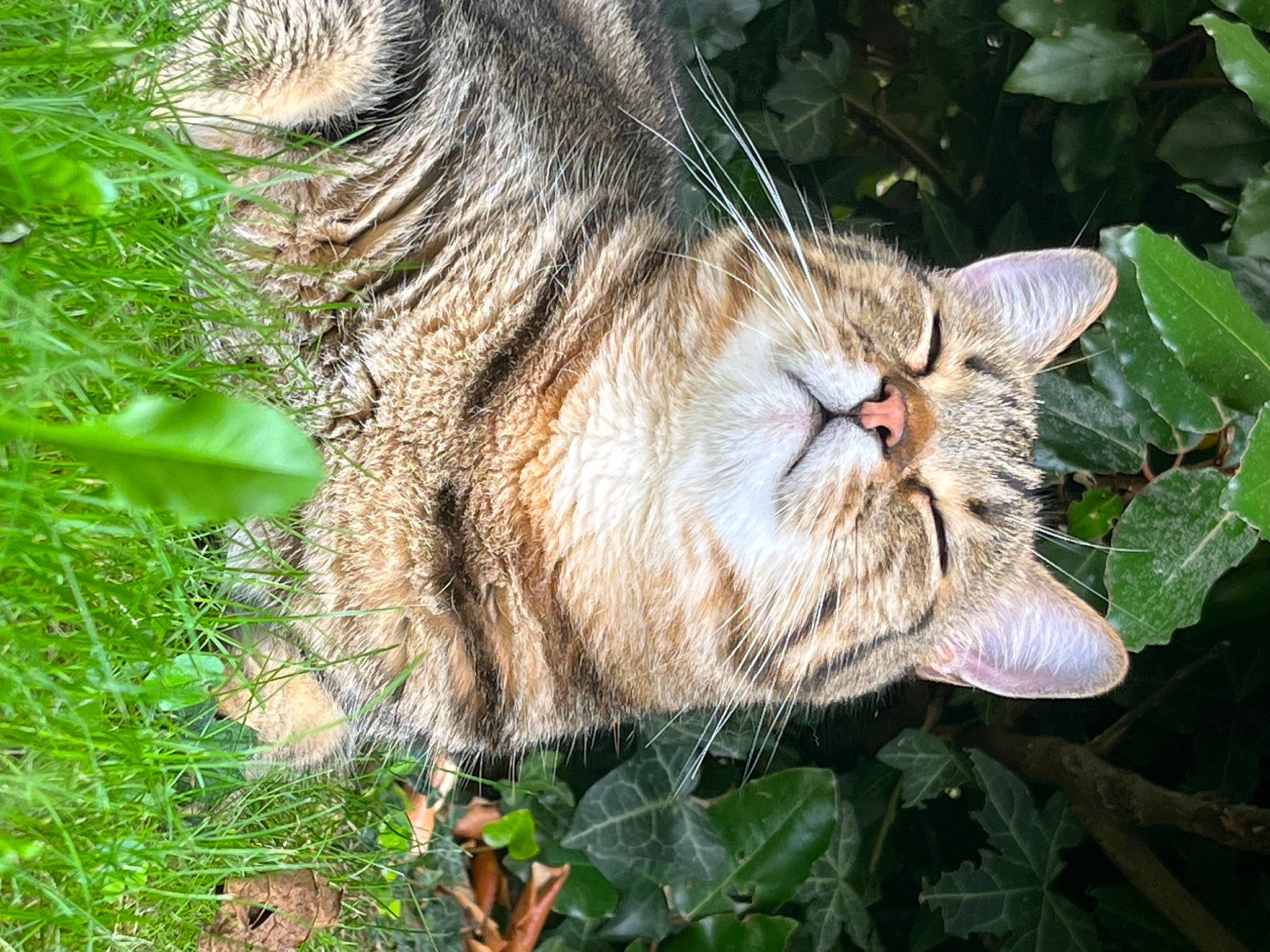 Augusto participe au concours pour gagner de l'argent avec cette photo : carnivore, cat, domestic_short_haired_cat, fawn, felidae, fur, grass, groundcover, organism, plant, small_to_medium_sized_cats, snout, tail, terrestrial_animal, tree, trunk, whiskers, wildlife