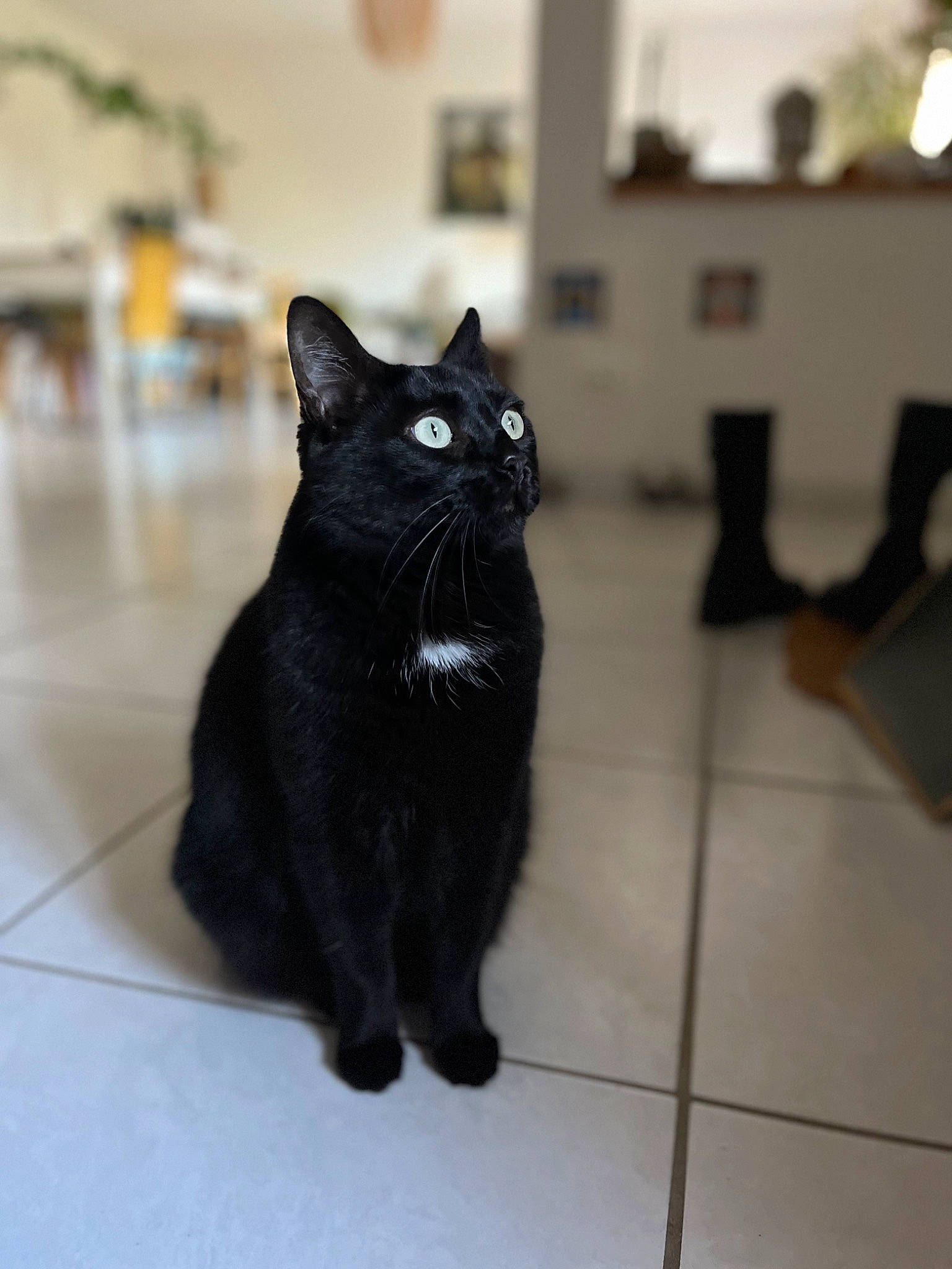 Lola a rejoint le concours — aidez-le/la à gagner de superbes lots ! black_cat, bombay, carnivore, cat, claw, domestic_short_haired_cat, felidae, floor, flooring, fur, grey, hardwood, paw, small_to_medium_sized_cats, snout, tail, terrestrial_animal, whiskers