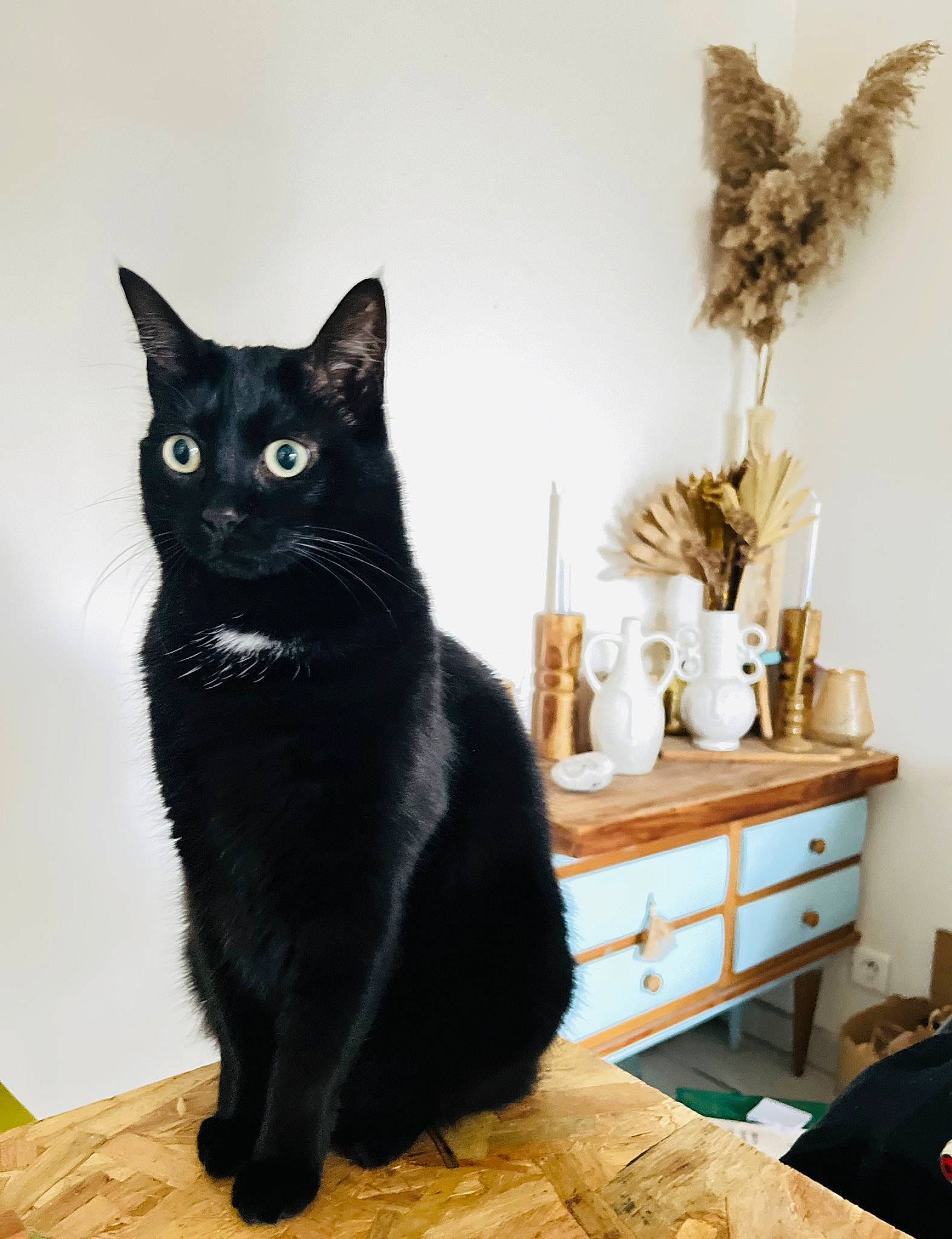 Lola a rejoint le concours — aidez-le/la à gagner de superbes lots ! black_cat, bombay, cabinetry, carnivore, cat, chest_of_drawers, comfort, domestic_short_haired_cat, drawer, dresser, felidae, flooring, fur, grey, hardwood, small_to_medium_sized_cats, snout, tail, whiskers, wood