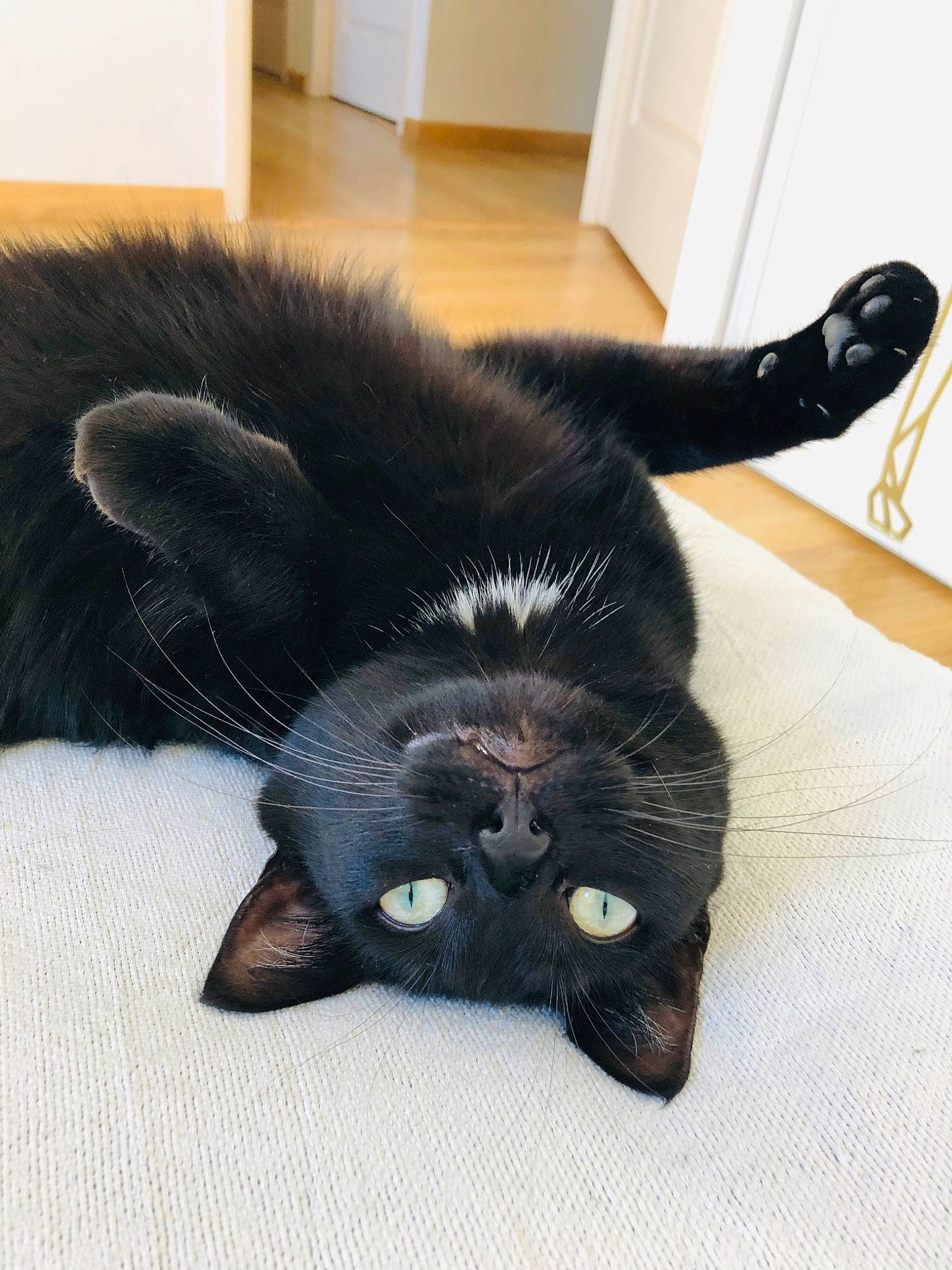 Lola a rejoint le concours — aidez-le/la à gagner de superbes lots ! black_cat, bombay, carnivore, cat, claw, comfort, dog_breed, domestic_short_haired_cat, ear, felidae, flooring, foot, fur, mammal, paw, plant, small_to_medium_sized_cats, snout, tail, whiskers