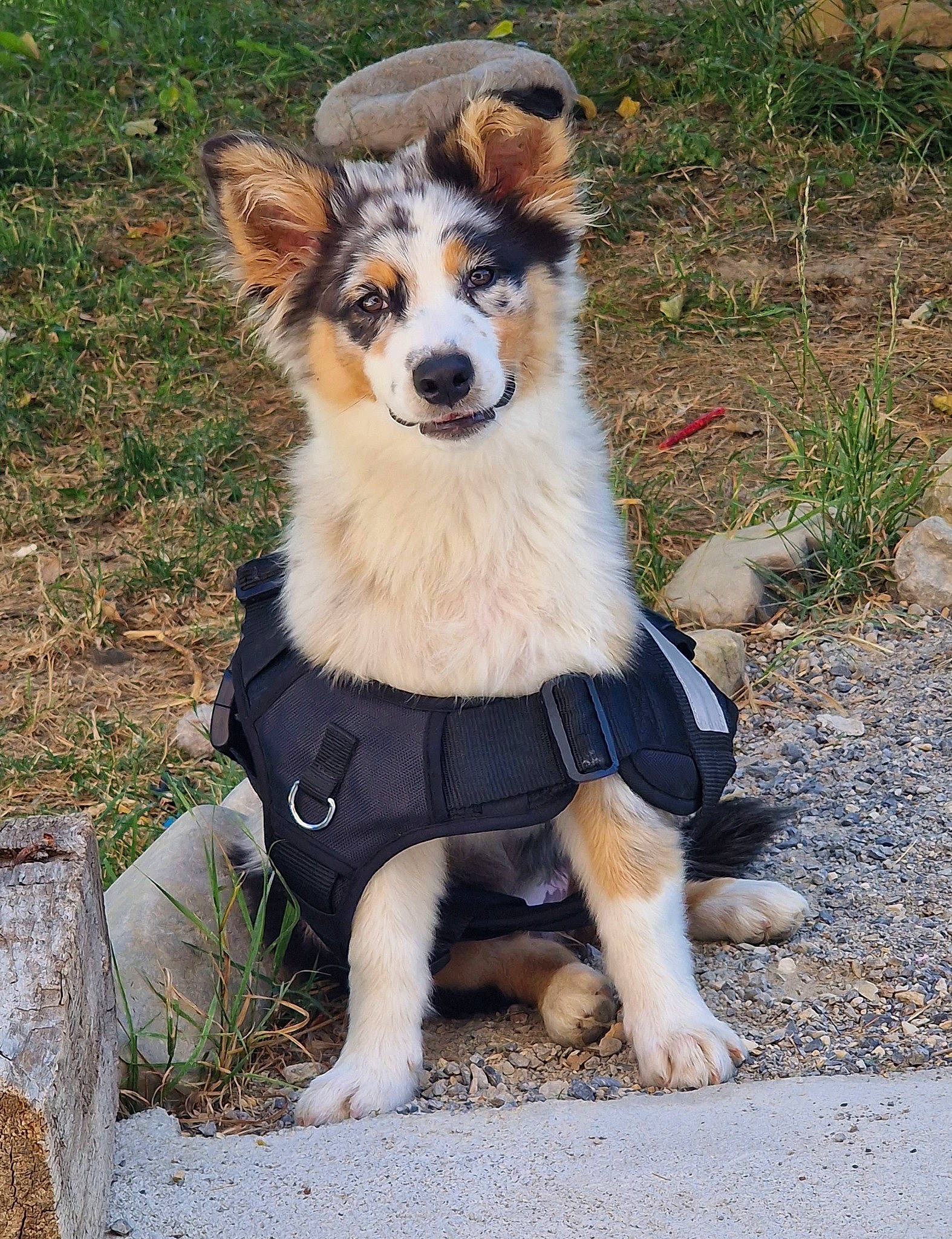 Houston participe au concours pour gagner de l'argent avec cette photo : adventure, canidae, carnivore, collar, companion_dog, dog, dog_breed, dog_clothes, dog_collar, dog_supply, fawn, grass, herding_dog, leash, plant, snout, sporting_group, tail, working_animal, working_dog