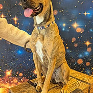 Nala a rejoint le concours — aidez-le/la à gagner de superbes lots ! animal, bright_colors, brown_dog, collar, cosmic_theme, cute, decor, dog, ears_up, furniture, happy, indoor, leash, pet, portrait, sitting, smiling, starry_background, tongue_out, wooden_chest