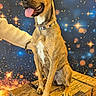 dog, brown_dog, wooden_chest, collar, tongue_out, sitting, starry_background, cosmic_theme, indoor, pet, animal, portrait, bright_colors, happy, cute, furniture, decor, leash, smiling, ears_up