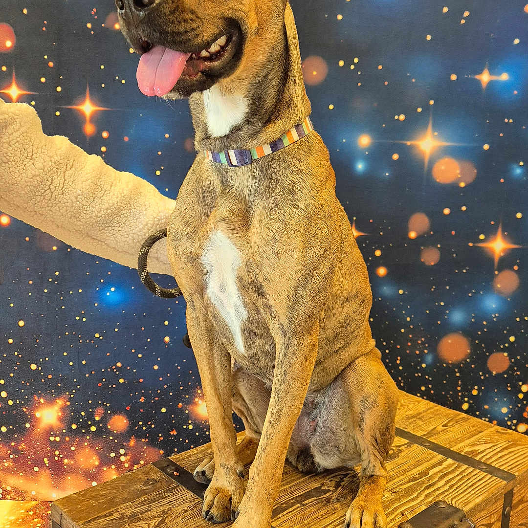 Nala