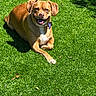 Maple is registered to the contest to win money with this photo: dog, pet, animal, lawn, grass, outdoor, sunlight, portrait, happy, smiling, sitting, lying_down, brown_fur, white_chest, floppy_ears, collar, dog_tag, garden, shadows, summer