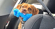Maple joined the competition — help win amazing prizes! dog, puppy, brown_dog, pet, animal, face, eyes, nose, mouth, toy, blue_toy, chewing, car, vehicle, backseat, seatbelt, car_interior, travel, portrait, curious