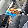 dog, puppy, brown_dog, pet, animal, face, eyes, nose, mouth, toy, blue_toy, chewing, car, vehicle, backseat, seatbelt, car_interior, travel, portrait, curious