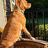 dog, brown_dog, golden_dog, pet, canine, outdoor, sunlight, sunny, balcony, patio, chair, wicker, furniture, railing, garden, trees, house, stone_wall, sitting, profile
