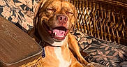 Maple joined the competition — help win amazing prizes! brown_dog, canine, closed_eyes, collar, dog, floral_cushion, furniture, happy, home, lounging, open_mouth, outdoor, pet, portrait, rattan, relaxed, sitting, smiling, sunlight, wicker_chair