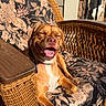 Maple joined the competition — help win amazing prizes! dog, pet, canine, brown_dog, happy, smiling, open_mouth, closed_eyes, portrait, sitting, lounging, outdoor, sunlight, wicker_chair, rattan, floral_cushion, furniture, home, collar, relaxed