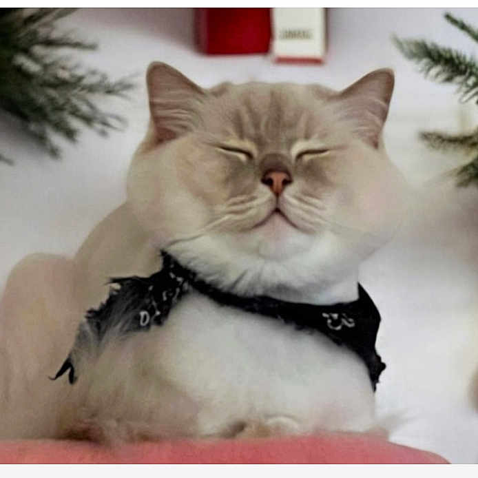 Bailey is registered to the contest to win money with this photo: accessories, angora, animal, cat, conifer, cushion, face, fir, formalwear, head, homedecor, kitten, person, pet, photography, plant, pottedplant, sleeping, tie, tree