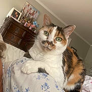 Fancy joined the competition — help win amazing prizes! cat, calico_cat, green_eyes, pet, animal, feline, indoor, bed, blanket, floral_pattern, furniture, dresser, family_photos, flowers, home, cozy, relaxed, curious, whiskers, ears
