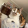 cat, calico_cat, green_eyes, pet, animal, feline, indoor, bed, blanket, floral_pattern, furniture, dresser, family_photos, flowers, home, cozy, relaxed, curious, whiskers, ears