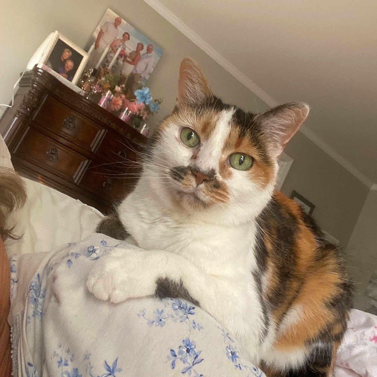 Fancy joined the competition — help win amazing prizes! cat, calico_cat, green_eyes, pet, animal, feline, indoor, bed, blanket, floral_pattern, furniture, dresser, family_photos, flowers, home, cozy, relaxed, curious, whiskers, ears