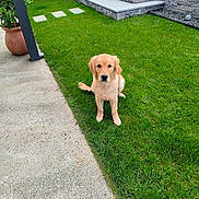 Bobilier Loopy a rejoint le concours — aidez-le/la à gagner de superbes lots ! golden_retriever, puppy, dog, grass, lawn, backyard, steps, stone_wall, concrete_path, garden, plant, pot, outdoor, pet, animal, fence, wooden_chair, greenery, young_dog, curious