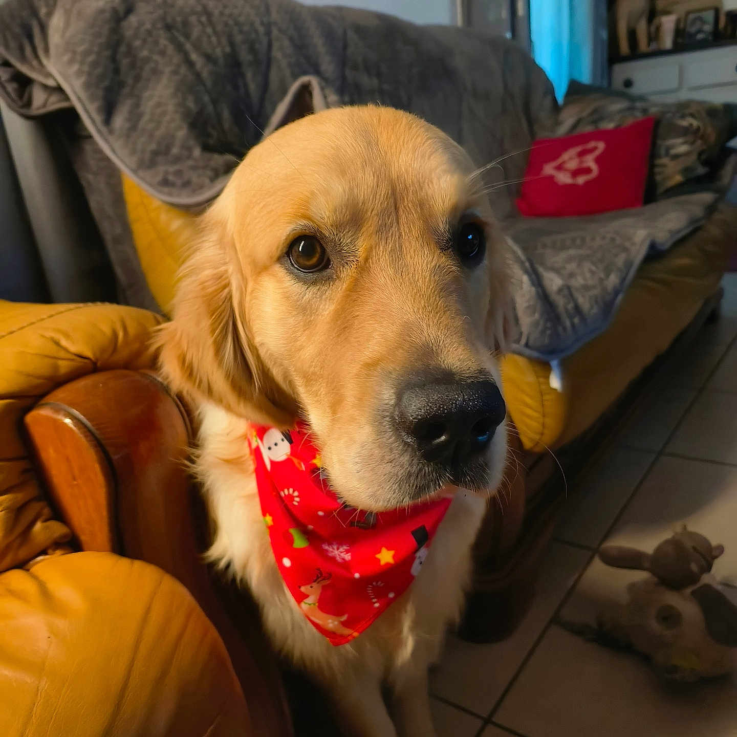 Bobilier Loopy a rejoint le concours — aidez-le/la à gagner de superbes lots ! armchair, bandana, blanket, canine, couch, cozy, dog, eyes, floor, fur, golden_retriever, home, indoor, living_room, pet, portrait, red, tile, toy, yellow