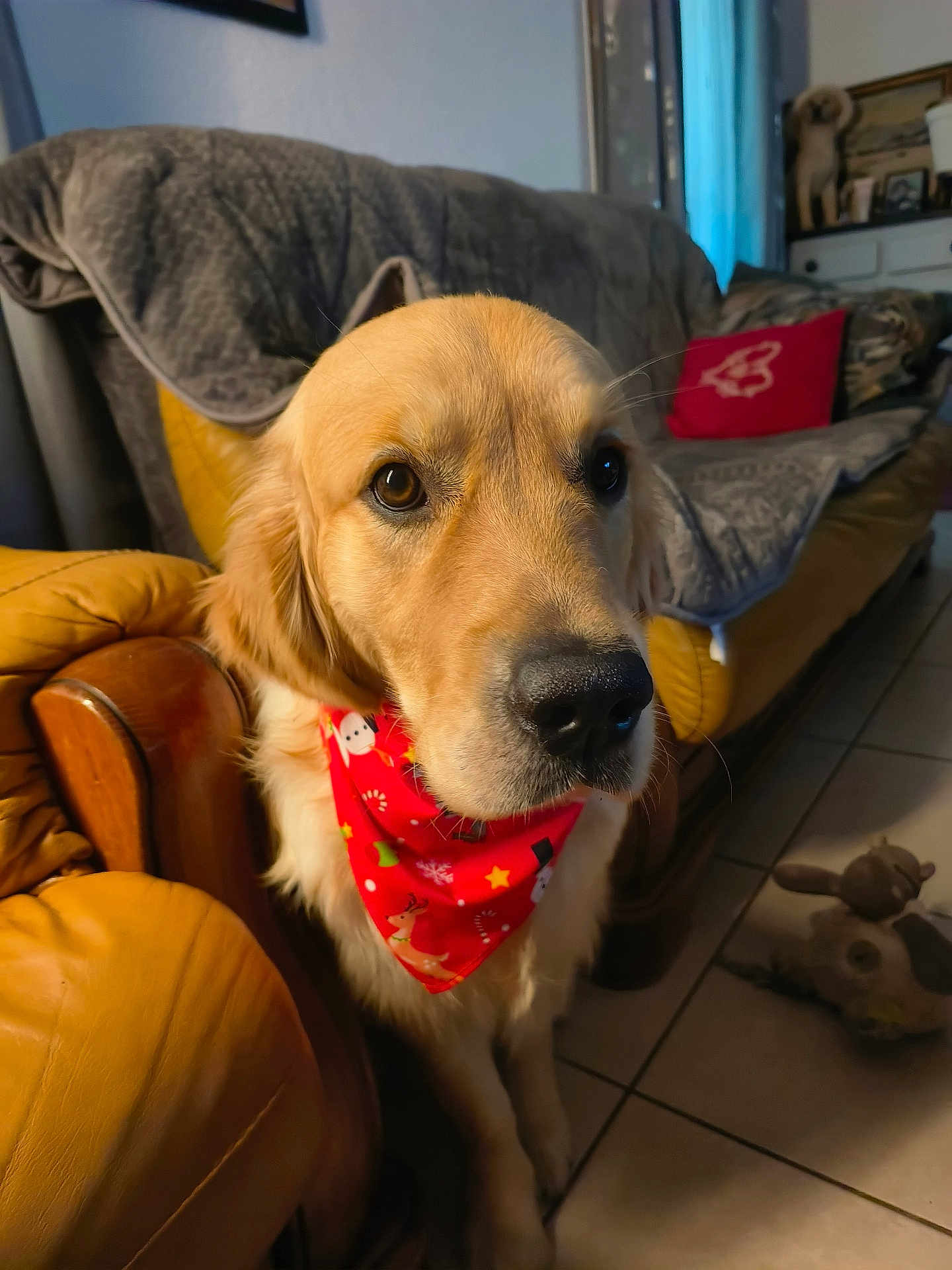 Bobilier Loopy a rejoint le concours — aidez-le/la à gagner de superbes lots ! dog, golden_retriever, bandana, red, indoor, armchair, yellow, couch, blanket, toy, floor, tile, pet, canine, fur, eyes, cozy, home, living_room, portrait