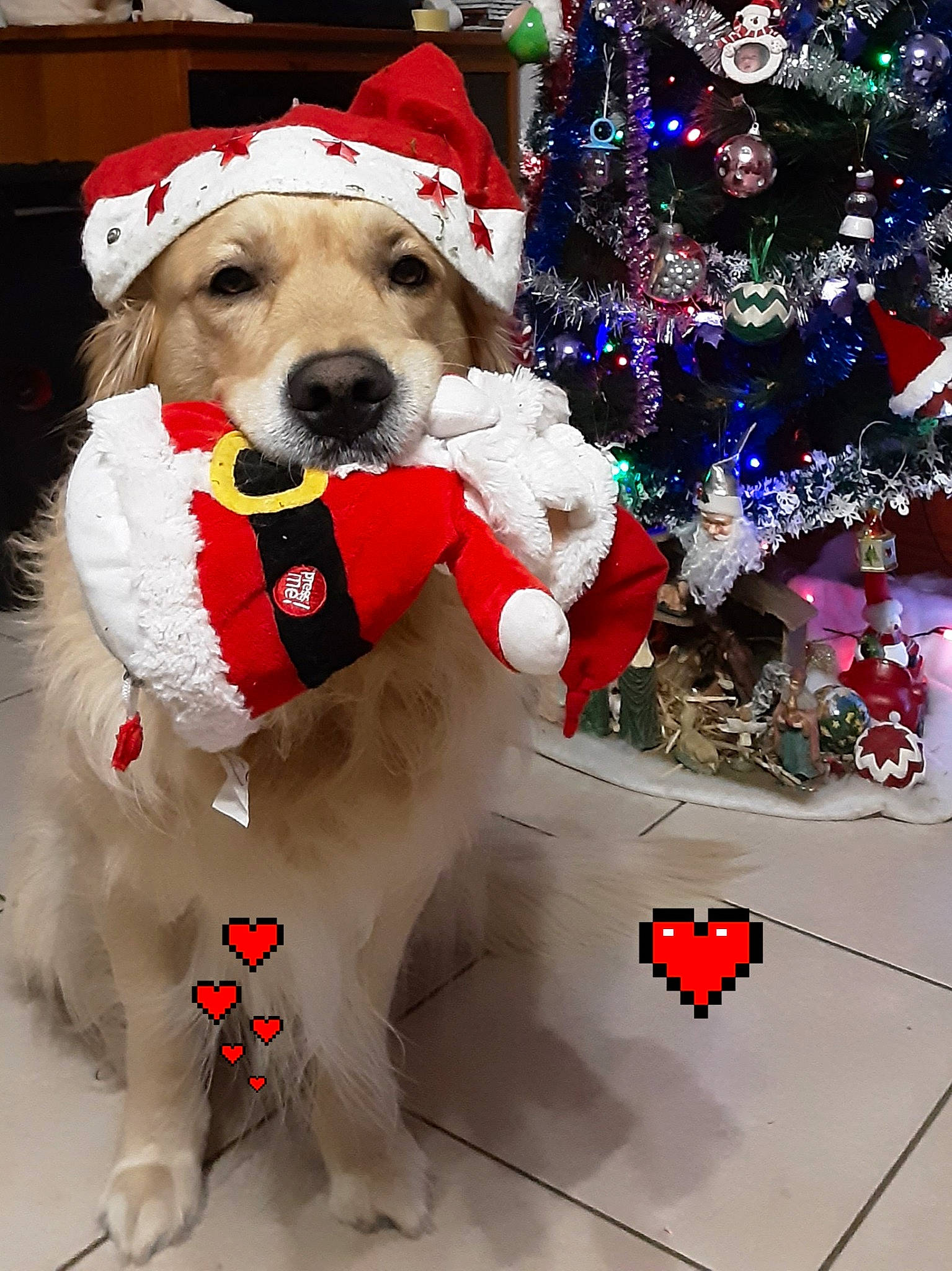 Lucky participe au concours pour gagner de l'argent avec cette photo : carnivore, christmas, christmas_decoration, christmas_ornament, christmas_tree, collar, companion_dog, dog, dog_breed, dog_clothes, dog_collar, dog_supply, fawn, hat, holiday, holiday_ornament, ornament, pet_supply, santa_claus, white