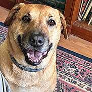 Sissy is registered to the contest to win money with this photo: dog, smiling, indoor, carpet, furniture, bookshelf, brown_dog, pet, canine, collar, happy, animal, floor, wooden_furniture, closeup, portrait, domestic_animal, mammal, friendly, companion